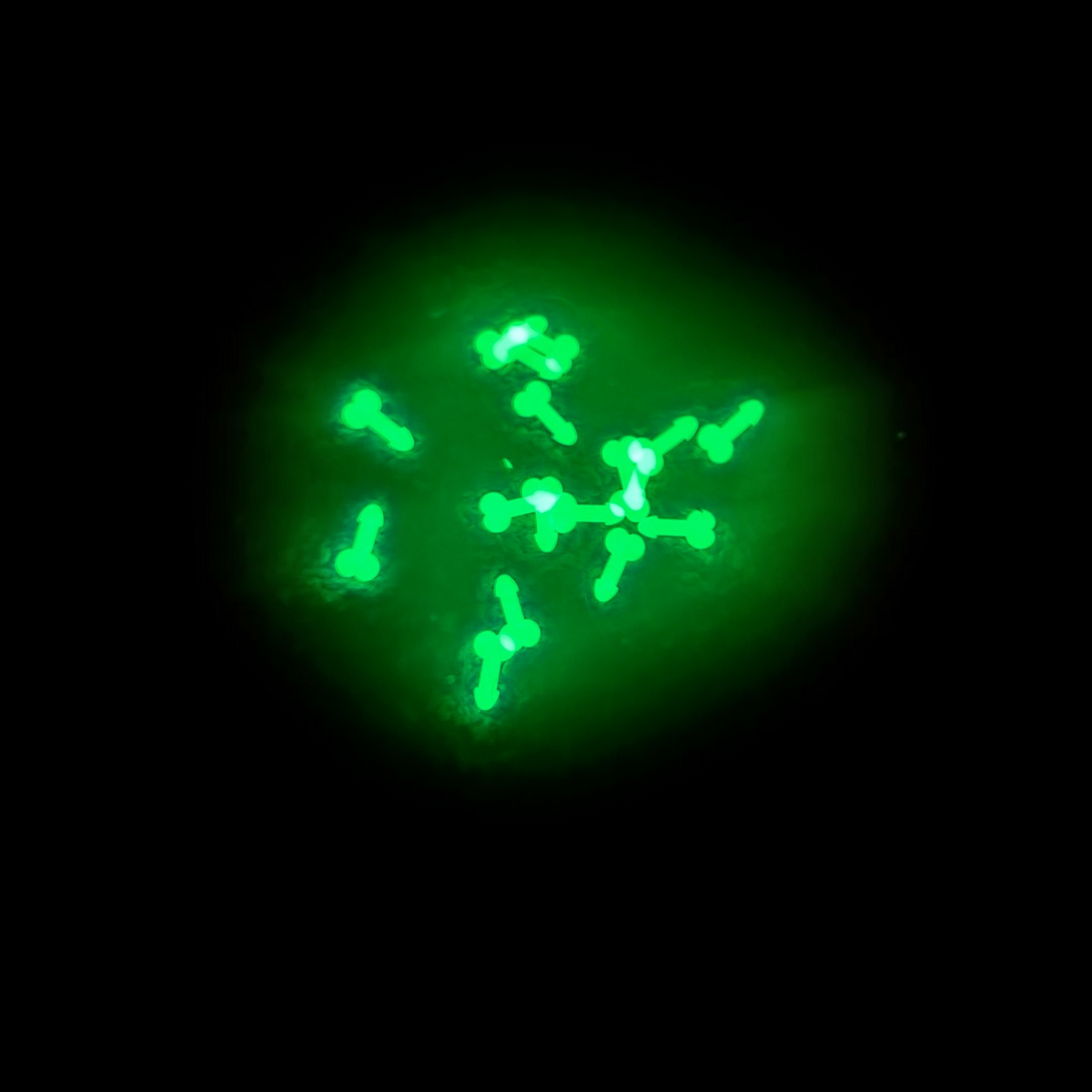 Glow Sweeners